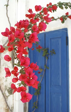 Rote Blumenranke an einem Pfosten vor einem blauen Fensterladen