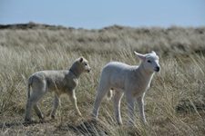 Zwei weiße Lämmer auf einer Weide an der Nordseeküste