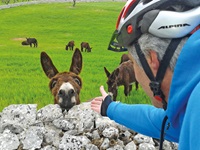 Ein neugieriger katalanischer Riesenesel nimmt über ein Steinmäuerchen im Salento Kontakt zu einem Radler auf.