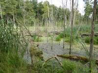 Unberührte Auenwaldlandschaft.