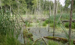 Unberührte Auenwaldlandschaft.