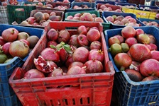 Granatäpfel in Kisten auf einem Markt in der Türkei an der Lykischen Küste