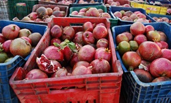 Granatäpfel in Kisten auf einem Markt in der Türkei an der Lykischen Küste