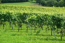 Weinreben in Maienfeld in der Schweiz
