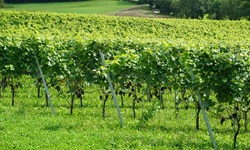 Weinreben in Maienfeld in der Schweiz