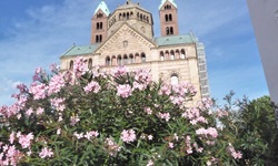 Rosa blühender Oleander vor der Fassade des Doms von Speyer.