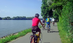 Radler auf dem Rhein-Radweg zwischen Mainz und Rüdesheim.