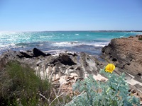 Blühender gehörnter Mohn vor einem Felsstrand auf Mallorca.