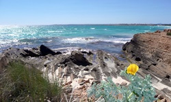 Blühender gehörnter Mohn vor einem Felsstrand auf Mallorca.