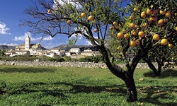 Ein reich mit reifen Früchten behangener Orangenbaum vor einem mallorquinischen Dorf.