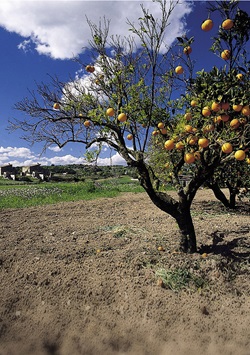 Blick auf einen Orangenbaum einer Orangenplantage in Son Carrio auf Mallorca, der Früchte trägt