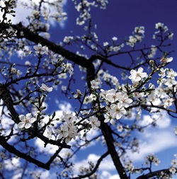 Detailbild eines weiß blühenden Mandelbaums auf Mallorca