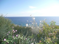 Blick über die wunderschöne Landschaft Mallorcas mit verschiedenen Pflanzen zum weitläufigen Meer