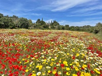 Eine prächtig blühende Blumenwiese auf Mallorca
