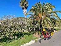 Ein rotes Fahrrad wurde auf einer Straße vor einer Palme auf Mallorca abgestellt