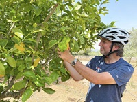 Ein Radfahrer greift nach einer Zitrone in einem Zitronenbaum auf Mallorca