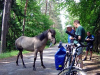 Ein neugieriges Konik-Wildpferd geht auf Tuchfühlung mit einer Radlergruppe, die an einem Waldweg in Masuren Pause macht.