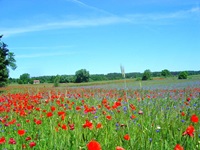 Eine wunderschöne Blumenwiese mit blühendem Klatschmohn in Masuren.