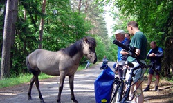 Ein neugieriges Konik-Wildpferd nähert sich einer Gruppe von Radfahrern, die am Rande eines Waldwegs eine Rast eingelegt hat.