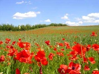 Eine endlos erscheinende, blühende Klatschmohnwiese in Masuren.