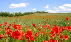 Eine endlos erscheinende, blühende Klatschmohnwiese in Masuren.