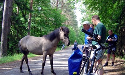 Ein graues Konik-Wildpferd in Masuren interessiert sich für eine Radlergruppe, die an einem Waldweg Pause macht.