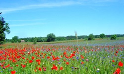 Blütenidyll in Masuren: blühender Klatschmohn, soweit das Auge reicht.