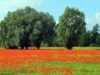 Landschaft der Masurischen Seenlandschaft mit großen Bäumen und einer rot leuchtenden Mohnwiese