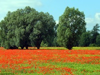 Ein rot blühendes Mohnfeld in Masuren