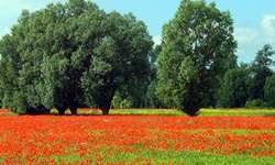 Ein rot blühendes Mohnfeld in Masuren
