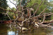 Naturlandschaft in Masuren - ein umgefallener Baum liegt in einem Fluss