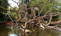 Ein großer umgestürzter Baum liegt im Wasser in Masuren