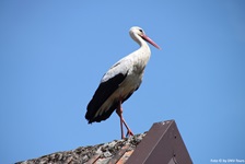 Ein Storch auf dem Dach sitzt und nach rechts guckt
