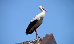 Ein Storch sitzt auf einem Dach