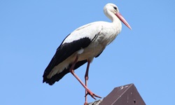 Ein Storch sitzt in Masuren auf einem Dach