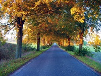 Herbstliche Stimmung in einer der vielen Alleen, die die Masurische Seenplatte prägen.