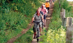 Eine Radlergruppe fährt auf der Masurischen Seenplatte an einem Waldrand entlang.