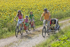 Eine fünfköpfige Familie fährt mit Nachziehrad und einem Fahrradanhänger auf der Schweizer Mittelland-Route an einem blühenden Sonnenblumenfeld vorbei.