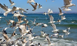 Ein Schwarm Möwen über der Ostsee.