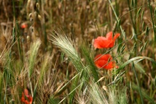 Blühender Klatschmohn in einem Getreidefeld.