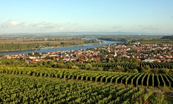 Blick nach Nierstein mit seinen bekannten Weinbergen im Vordergrund und dem vorbeischlängelnden Rhein auf der linken Seite von Nierstein