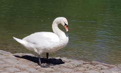 Ein Höckerschwan am Ufer eines Gewässers.