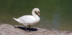 Ein Höckerschwan am Ufer eines Gewässers.