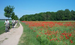 Auf einem Radweg entlang einer rot blühenden Mohnwiese radelt eine Gruppe Radfahrer