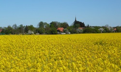 Gelb blühendes Rapsfeld mit einem Dorf und seiner Kirche im Hintergrund