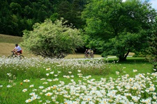 Drei Radler fahren auf dem Mur-Radweg an einer Margaritenwiese in voller Blüte vorbei.