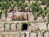 Blick auf eine Weinterrasse mit roten Rosen über einem Eingang