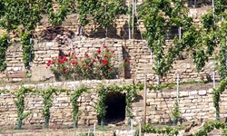 Blick auf eine Weinterrasse mit roten Rosen über einem Eingang