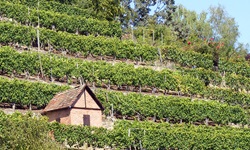 Eine üppig bewachsene Weinterrasse mit einem Steinhäuschen am Neckar-Radweg