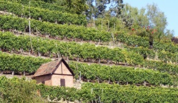 Eine üppig bewachsene Weinterrasse mit einem Steinhäuschen am Neckar-Radweg